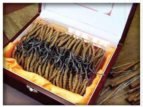 鄂尔多斯冬虫夏草回收